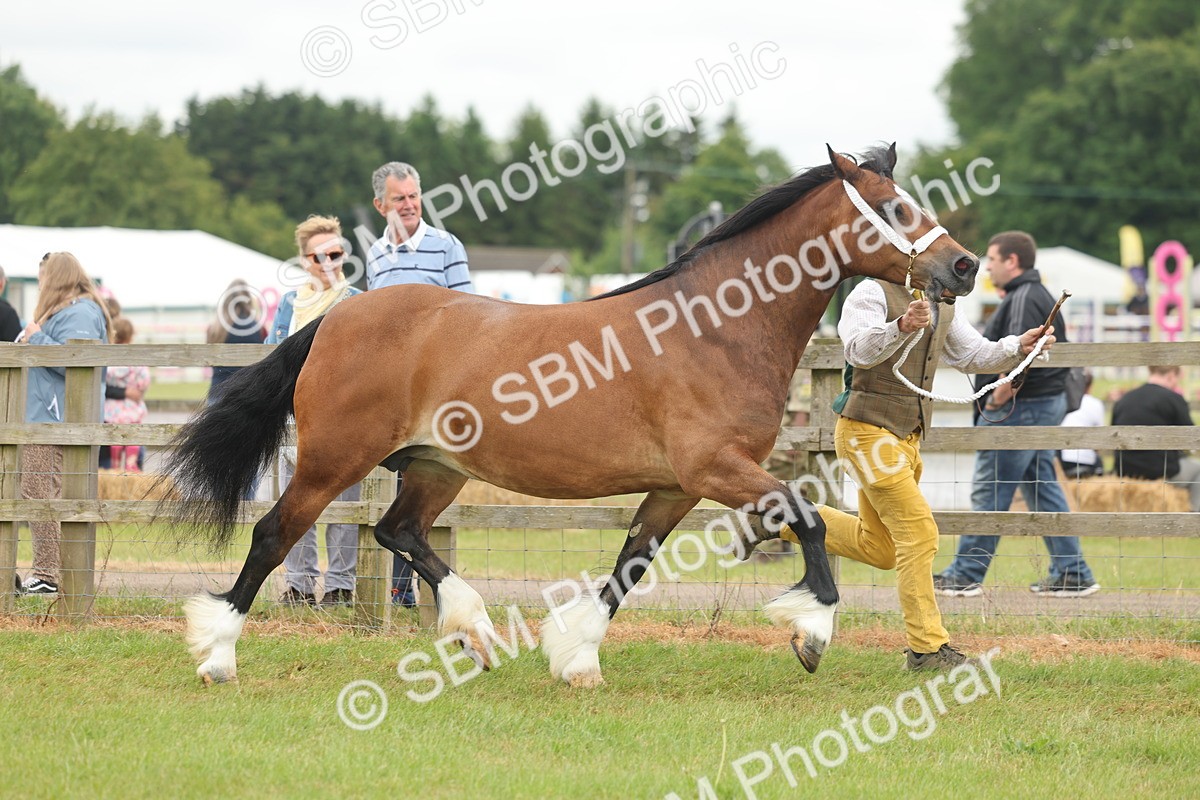 SBM_04887 - Class 50-57 - M&M Welsh Pony In Hand