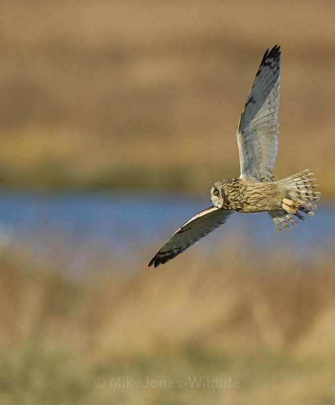Short eared owl - SHORT EARED OWLS