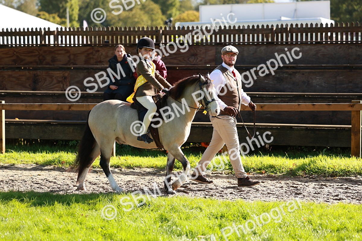 SBM_42083 - S32 - Mountain & Moorland Working Hunter Pony