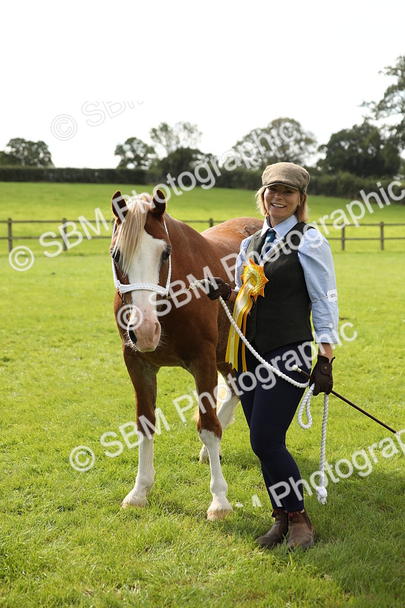 SBM_65555 - S47 - Mountain & Moorland In Hand Large Breeds