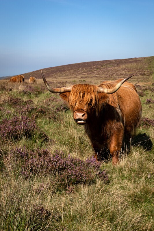 Yes....? - The Repository