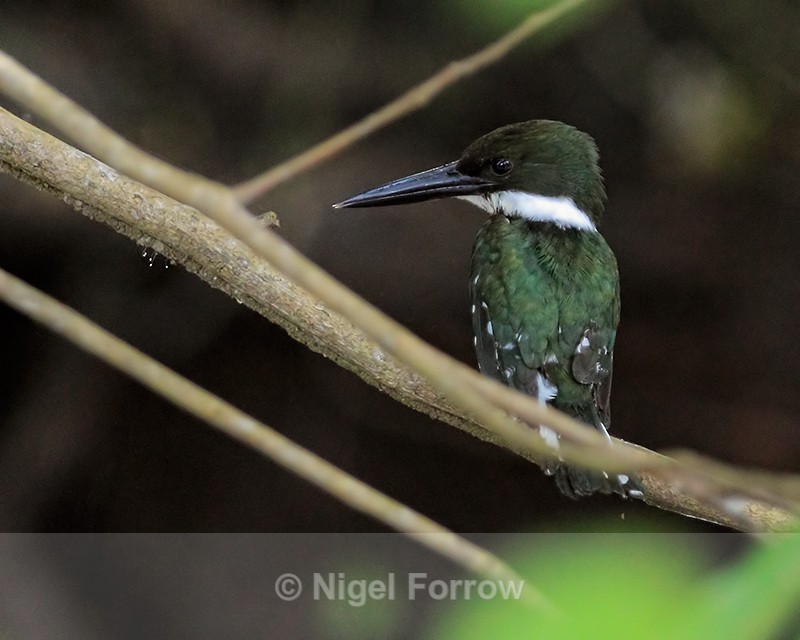 Green Kingfisher (male), Cano Negro, Costa Rica - Green Kingfisher