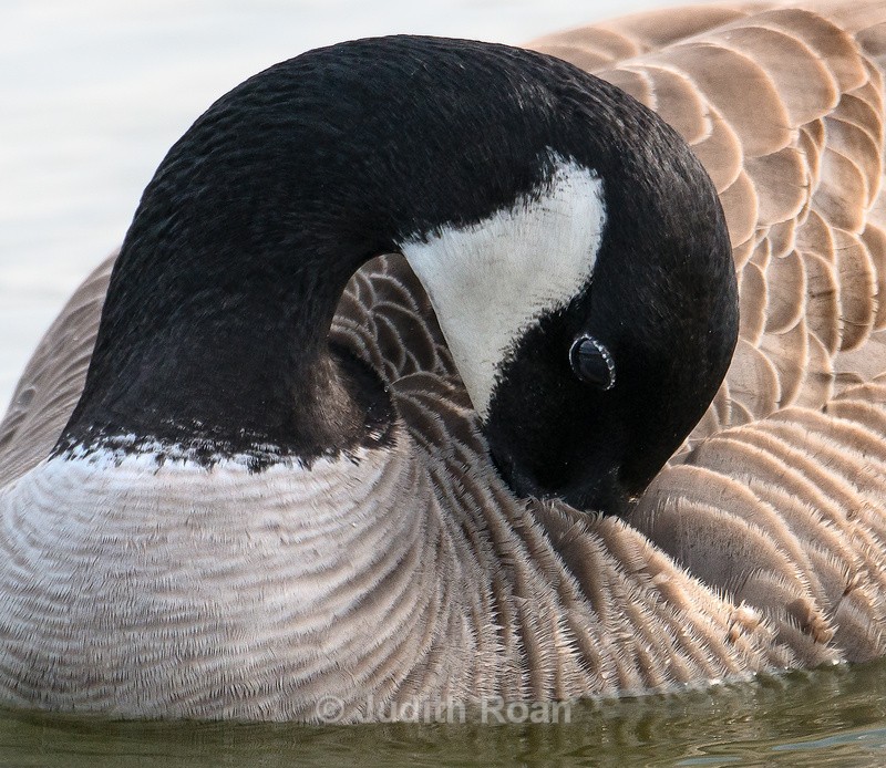Canada Goose Preening - Reifel Refuge