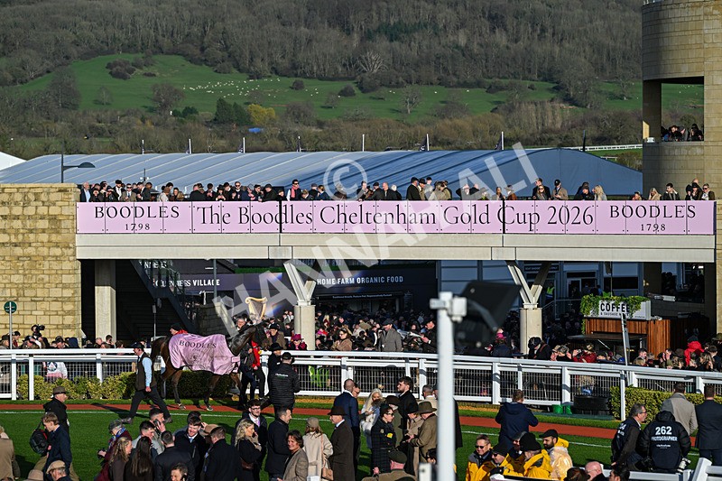 130326-Race 5-Gaelic Warrior-2985 - 13th March