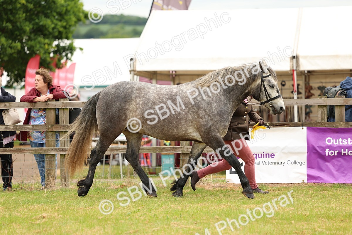 SBM_04150 - Class 64-67 - Shetland Pony In Hand