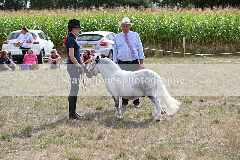 WJ6_7047 - Class 21 Shetland & Mini Horses