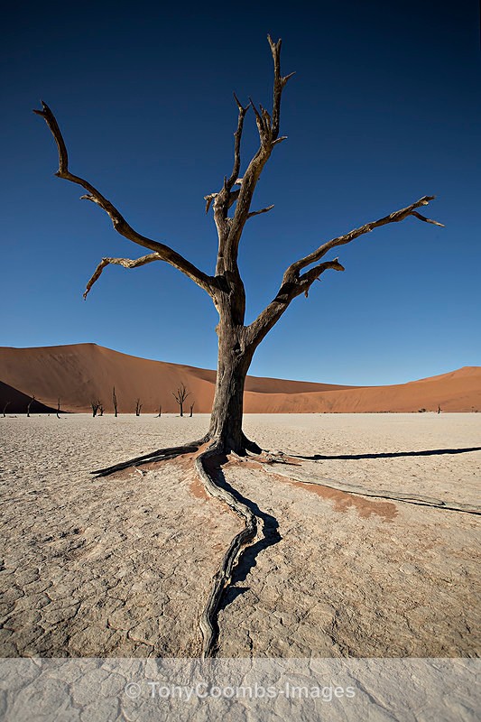 Deadvlei  (long roots) - Deadvlei and Sossusvlei