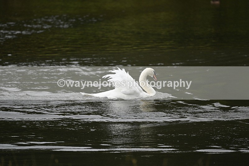 WJ7_7492 - Time at Water 10:28 to 11:05