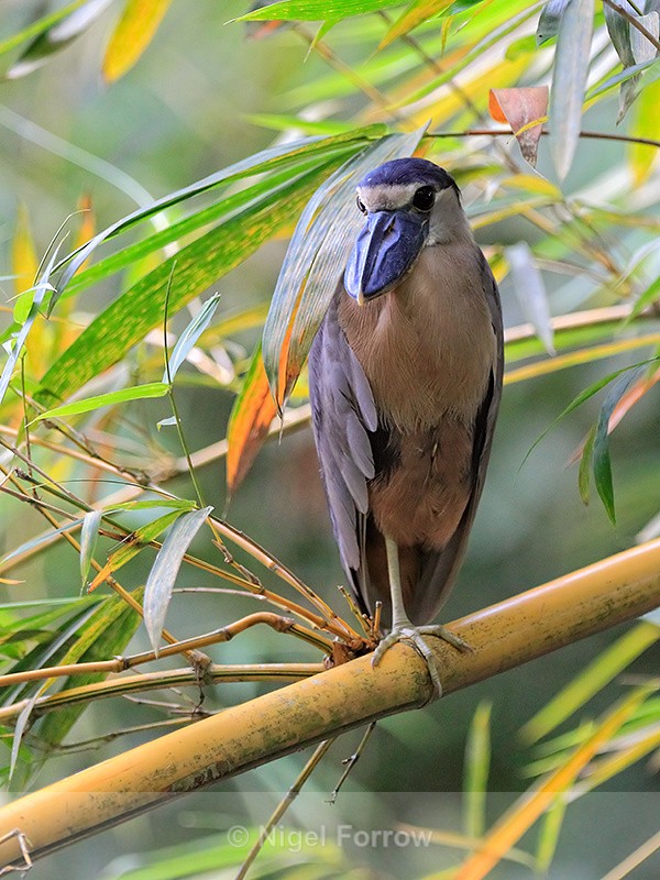 Boat-billed Heron, Costa Rica - Boat-billed Heron
