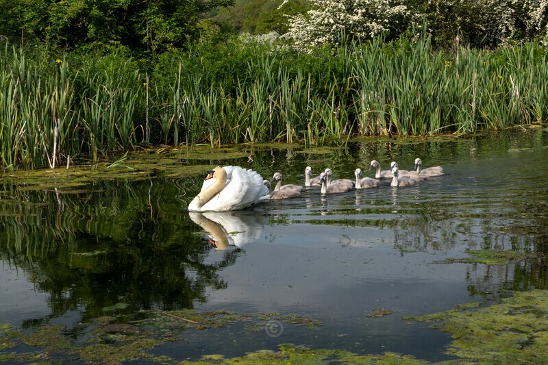 All in a line - Wildlife