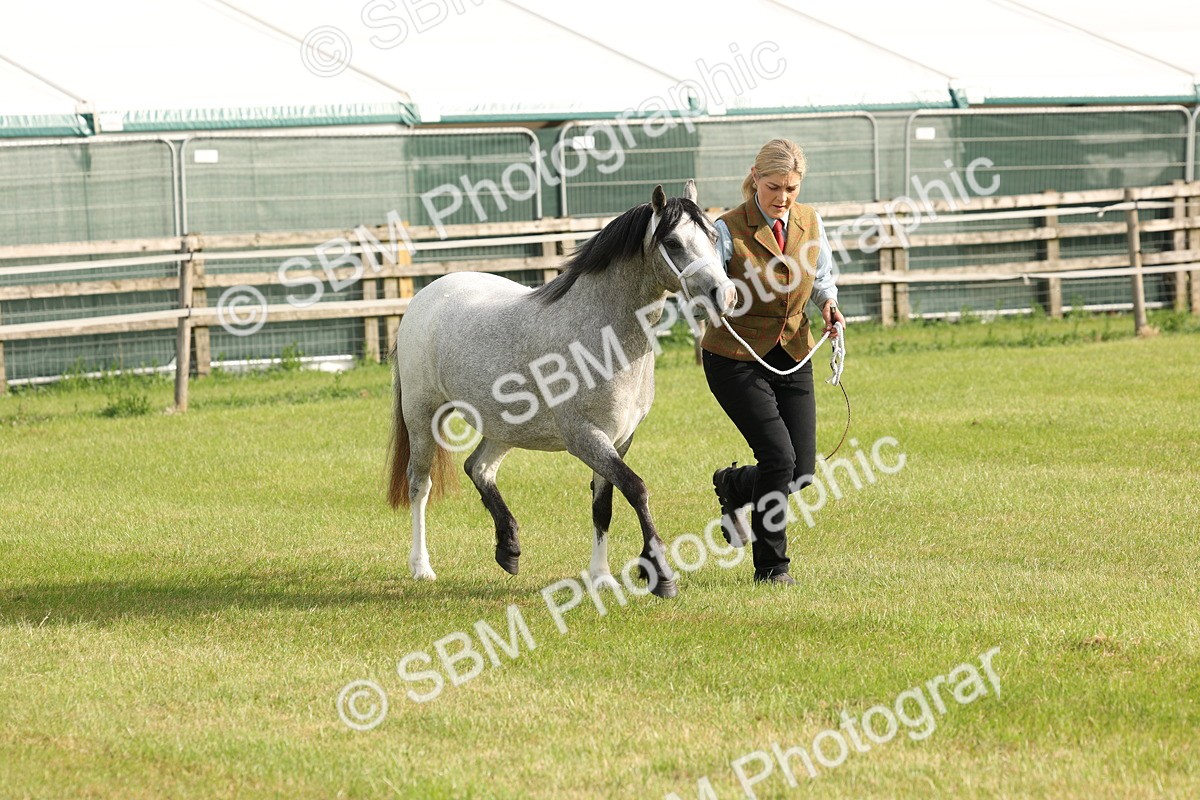 SBM_00425 - Class 6-13 - Mountatin and Moorland In Hand Welsh Breeds