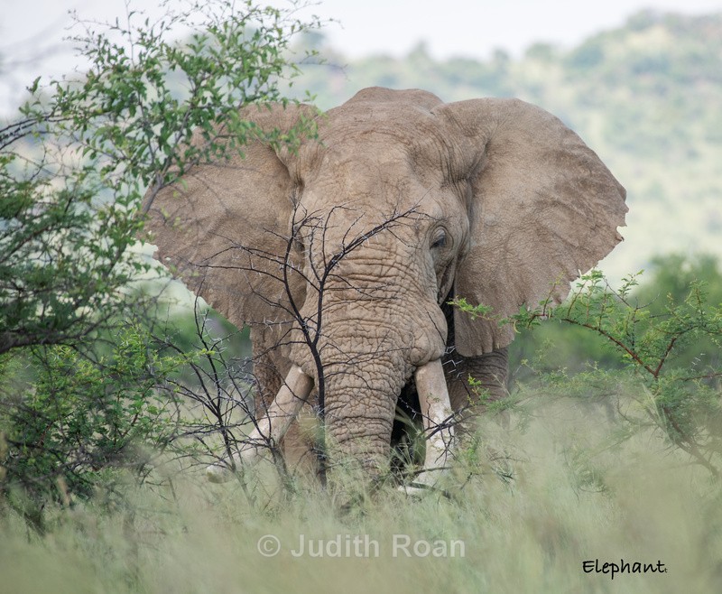  - South Africa Birds and Mammals
