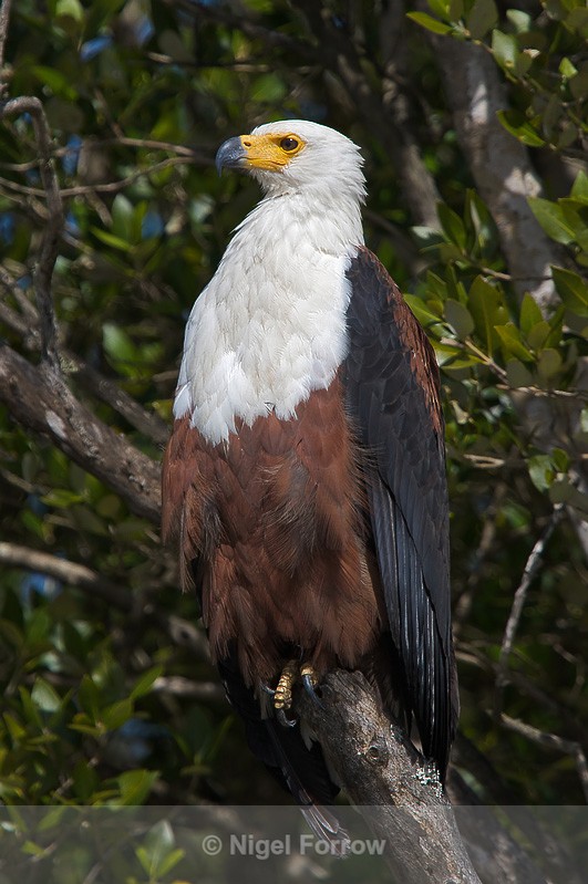 African Fish Eagle - African Fish Eagle