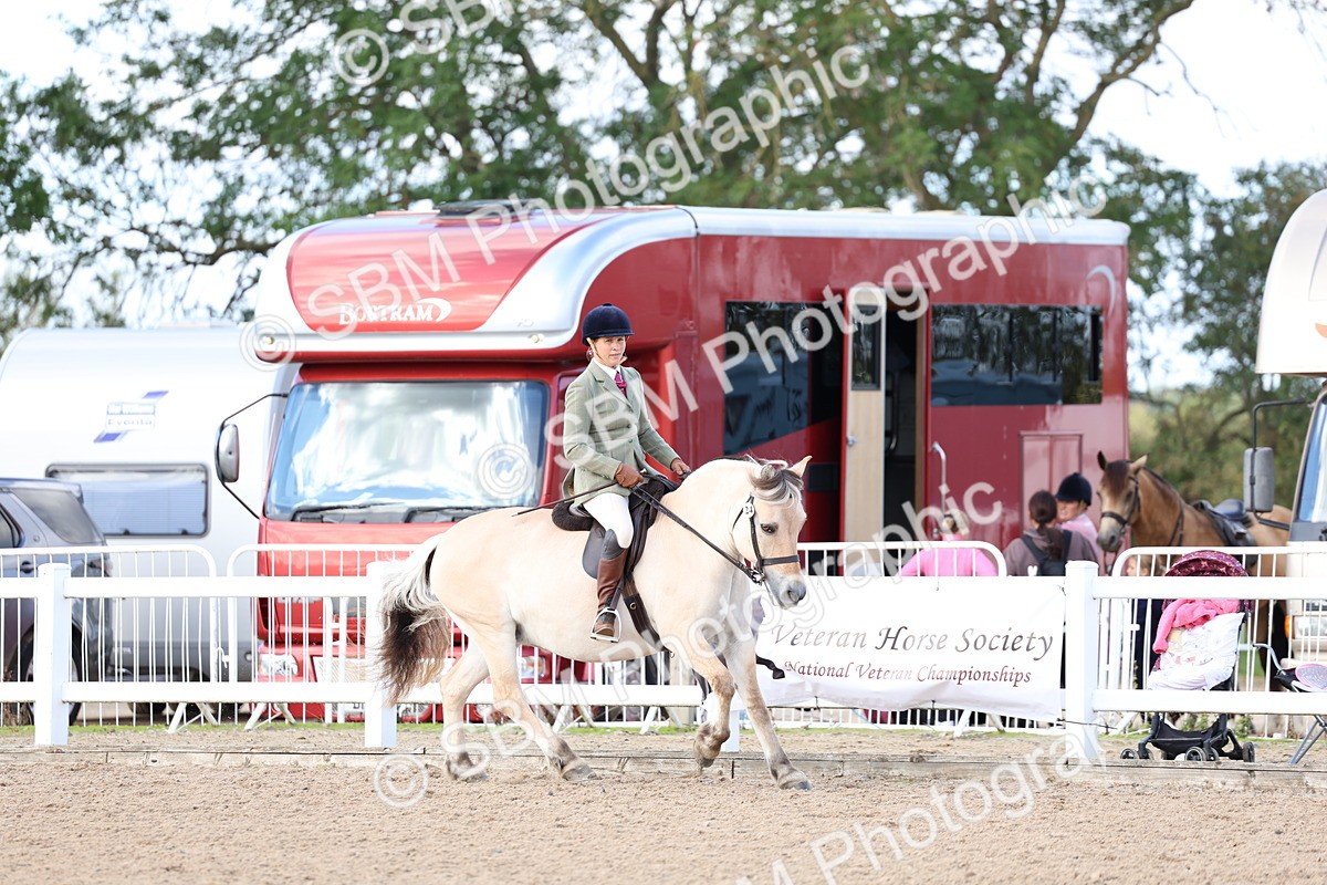 SBM_10872 - Class 305 - Ridden Foreign Breeds - Pure Bred