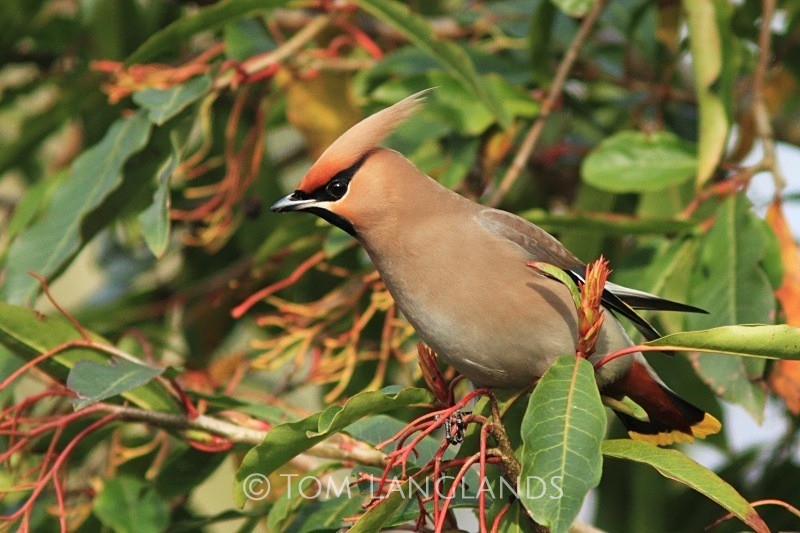 Waxwing - All Other Birds