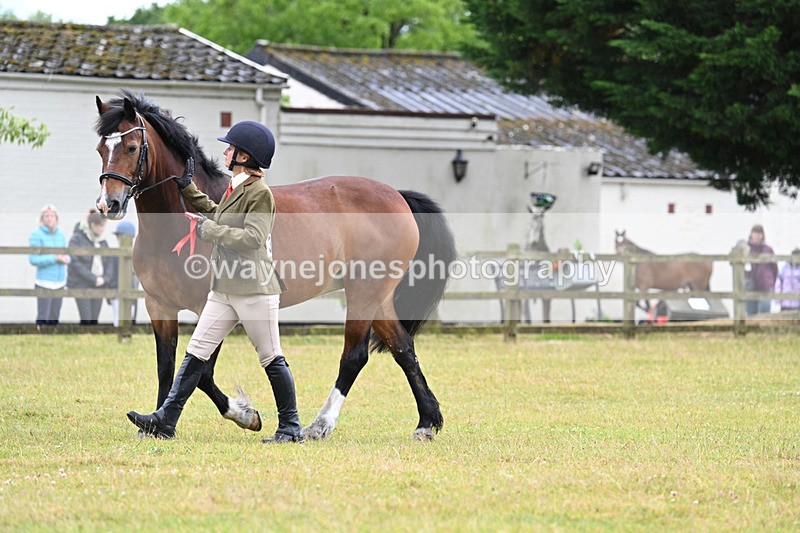 WJ7_6436 - Class 4a Prettiest Mare over 14hh