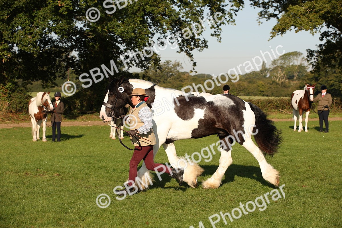 SBM_58709 - S51 - Piebald & Skewbald Horse In Hand