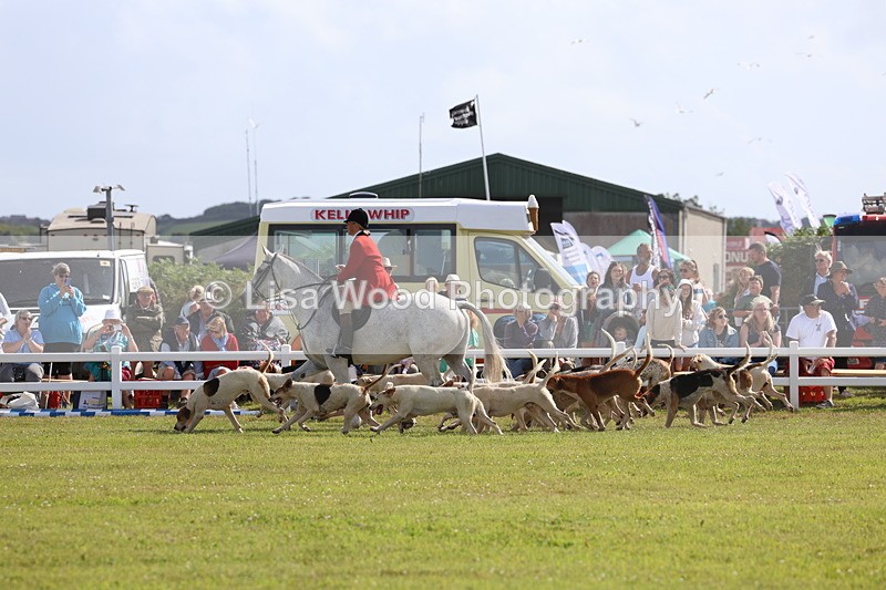 3E7A3358 - Parade of Hounds