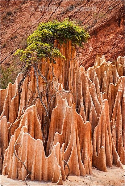 Red limestone tsingy - Exhibition acceptances