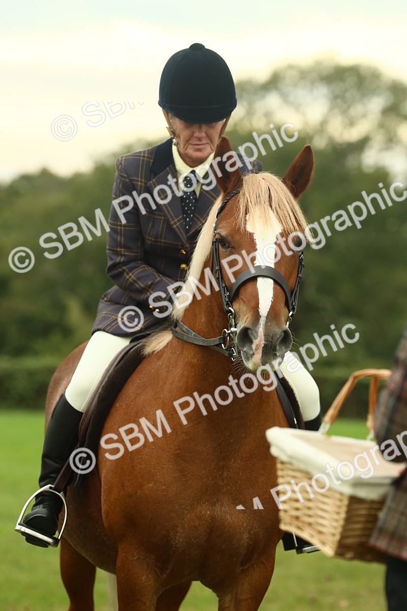 SBM_72294 - S60 - Mountain & Moorland Ridden Large Breeds