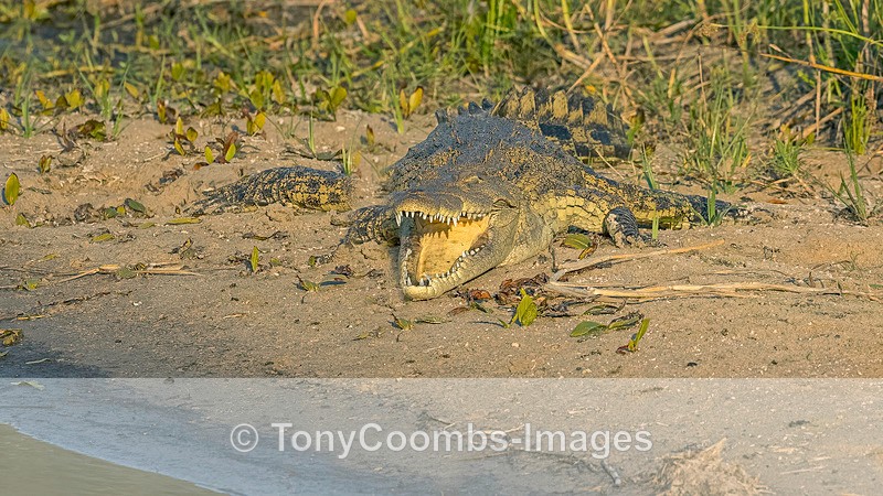 Nile Crocodile - Botswana ~ Various Other