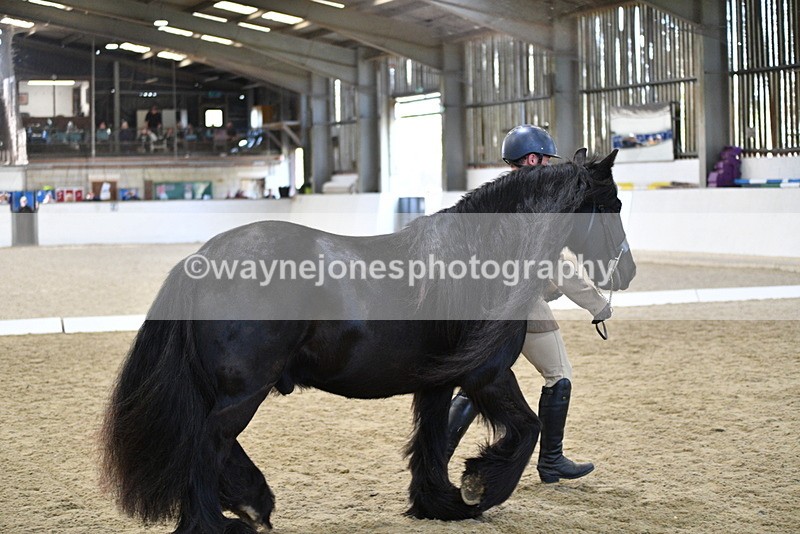 WJ5_4273 - Class 6 In hand M&M - Large Breeds