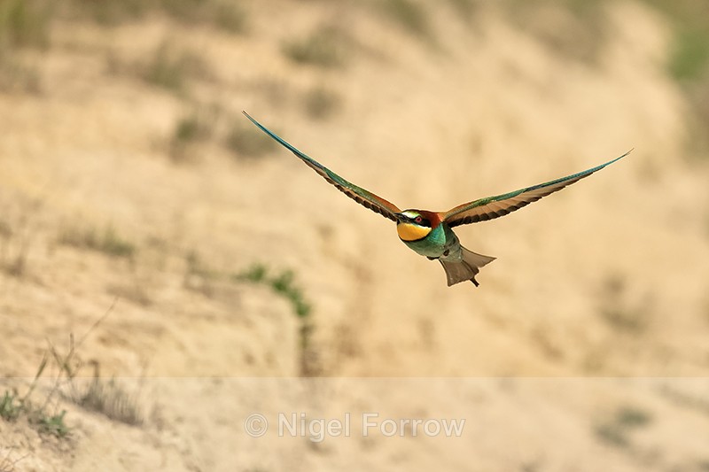 European Bee-eater in flight from sandy burrow, Montgai, Spain - European Bee-Eater