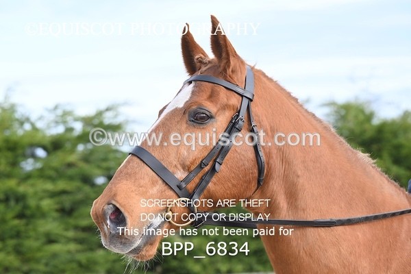 BPP_6834 - RING 1  (RIDDEN HORSES / IN HAND / VETERAN ETC)