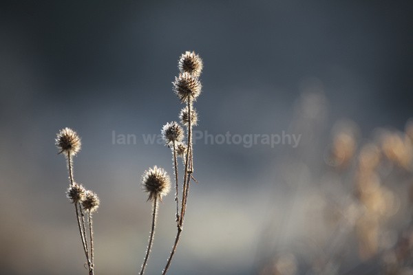 Winter plants_ FL072 - Wild Flowers,  plants & Fungus photography, Great Britain
