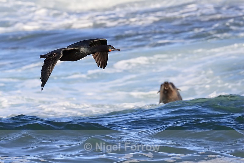 Cape Cormorant watched by Cape Fur Seal, False Bay, South Africa - Cape Cormorant