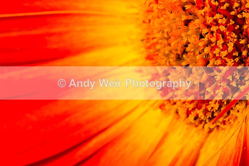 20140506-3K8A1061 - Plants & Flowers