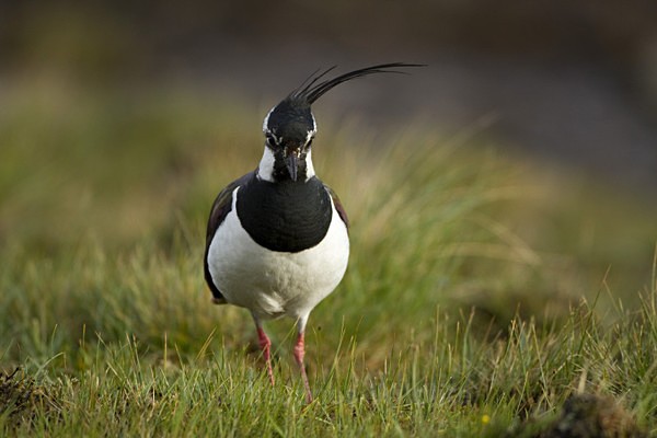 Lapwing, Isle of Mull (LW/J/11/1) - THE LAPWING