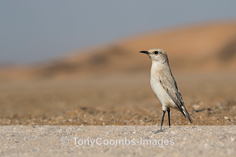 Tractrac Chat - The Namib Desert