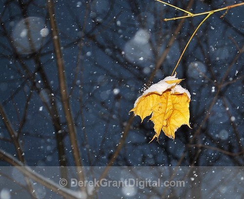Last Leaf of Autumn
