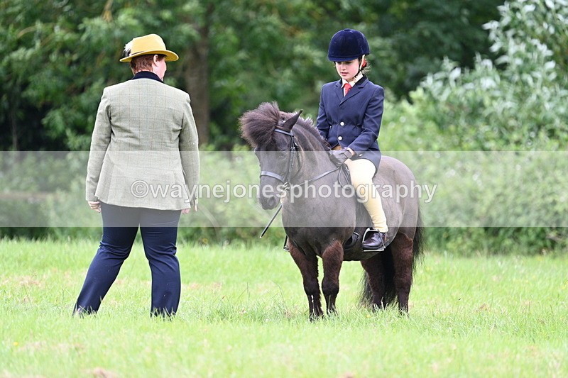 WJ7_3946 - Class 14A Handsome Gelding