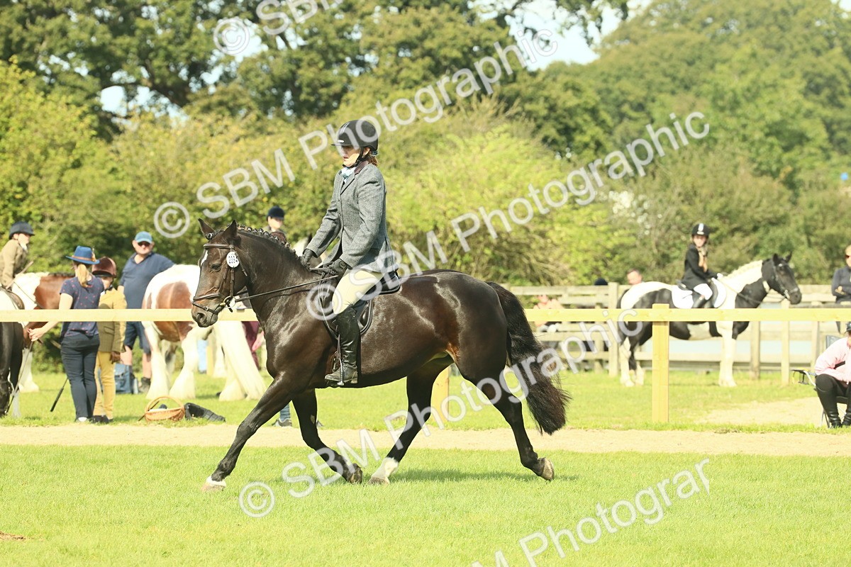 SBM_66655 - S34 - Rehabilitated Rescue Horse & Pony In Hand & Ridden