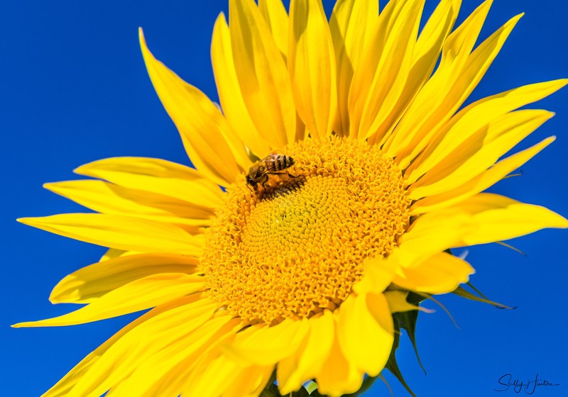 Sunflower and Bee 5