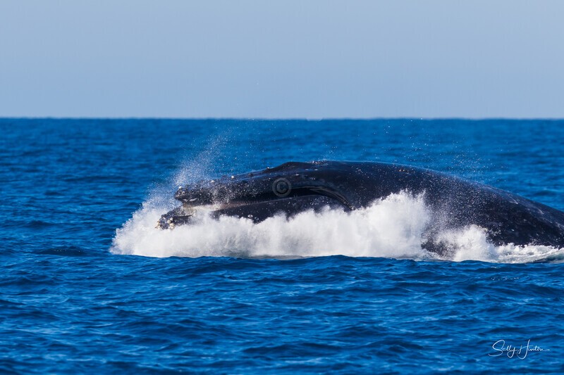 0A3A3406. Head Lunge 1 - 2023 Whale Photos