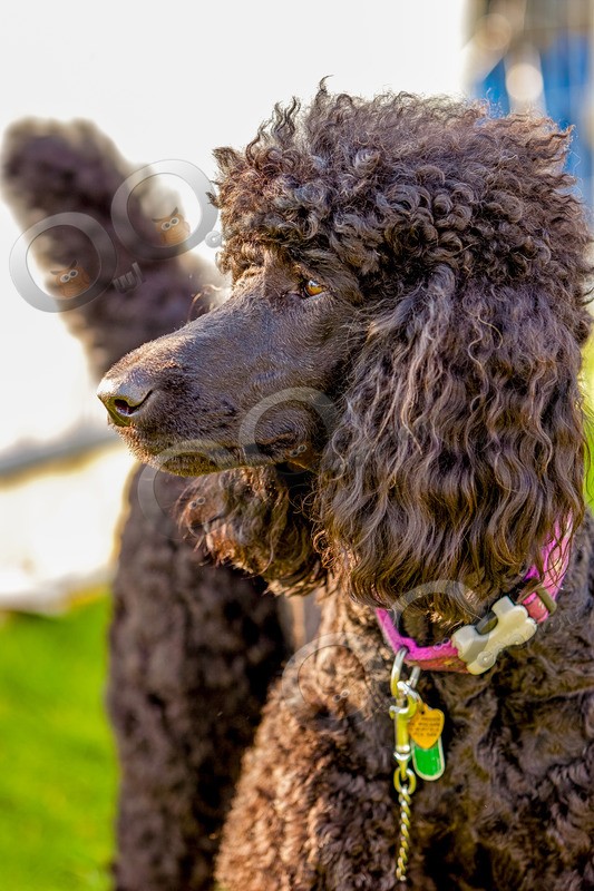 Standard Poodle_7245 - Pet Photography