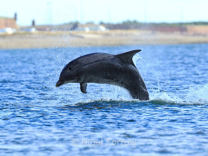 Bottlenose Dolphin breaching near Chanonry Point in the Moray Firth - Dolphin