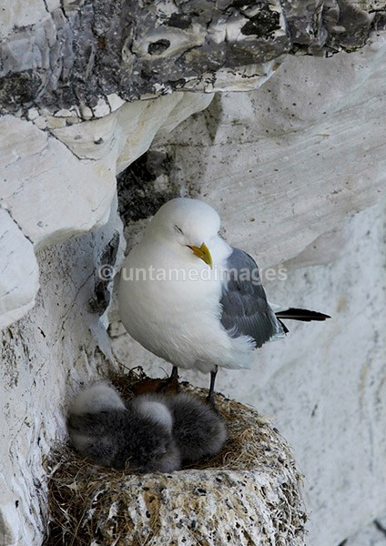 Nesting Kittiwake - United Kingdom