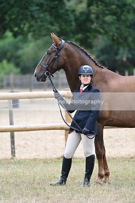 WJ7_9813 - Class 5a Most Handsome Gelding (above 14.2hh)