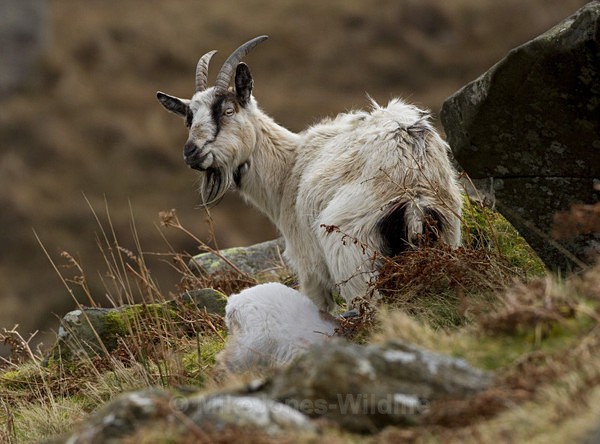 WELSH MOUNTAIN GOATS - MOUNTAIN GOATS (WELSH)