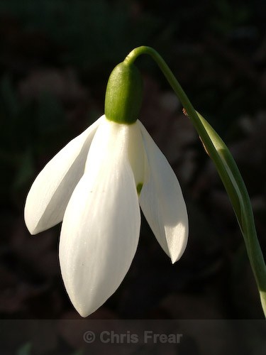  - Botanical/Macro