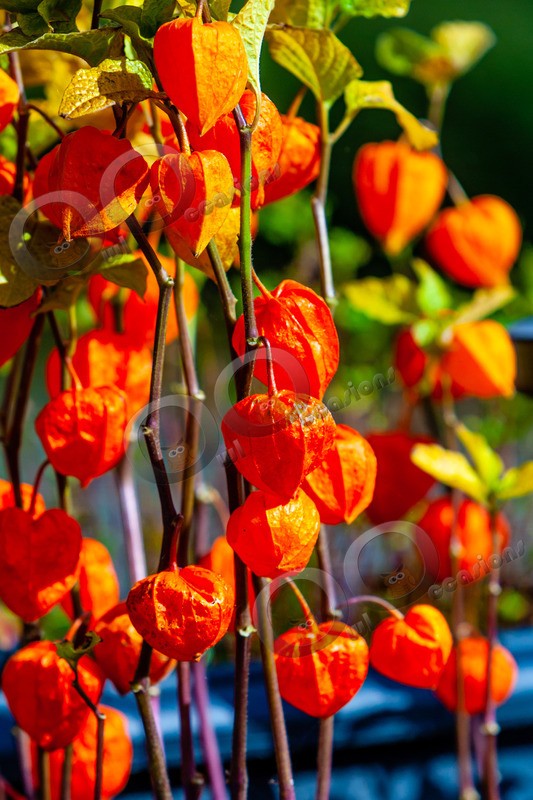 Chinese Lanterns-9495 - Plants and trees