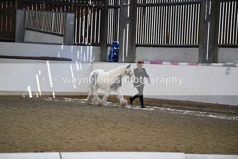 WJ5_5280 - Class 8 In hand cob