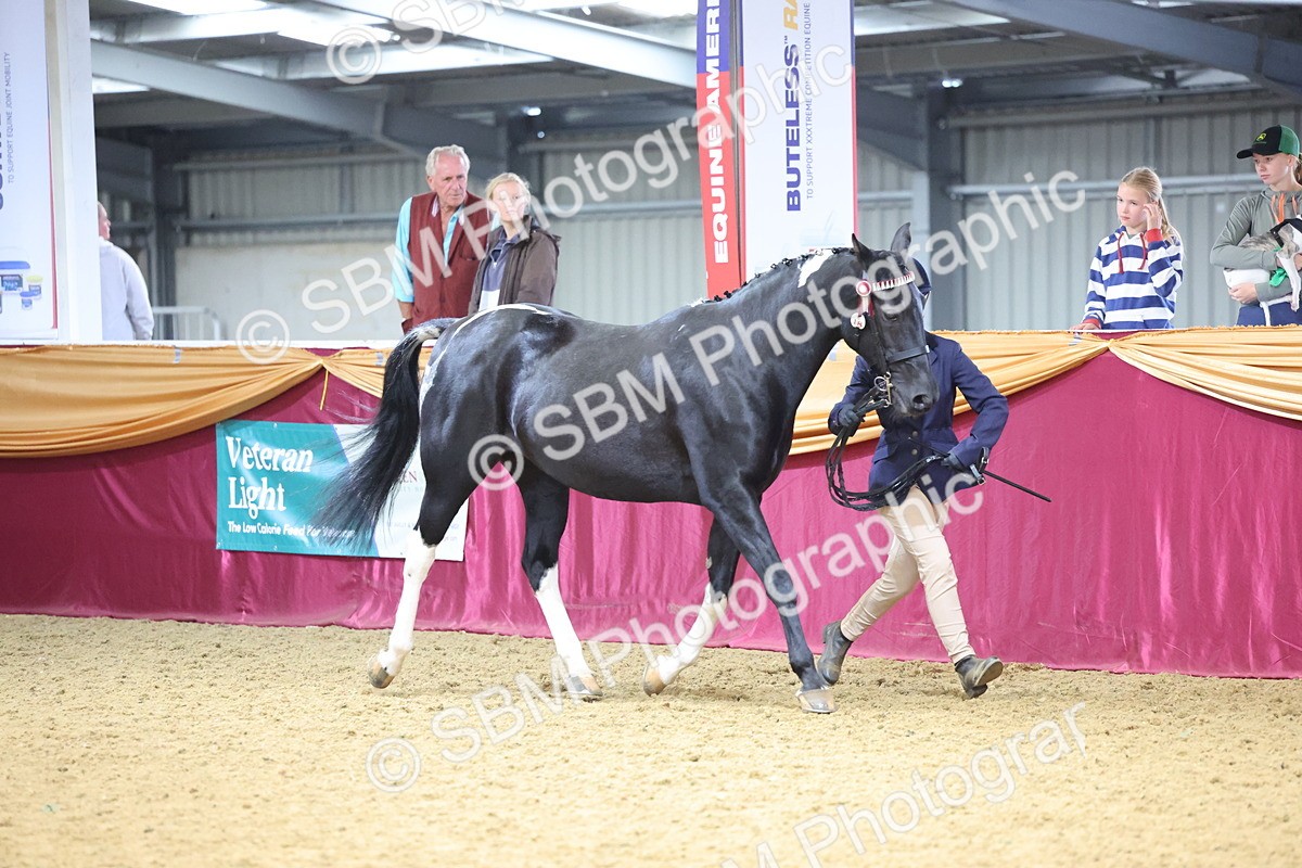 SBM_22789 - Class 903 - Supreme Final - IH Pre Vet