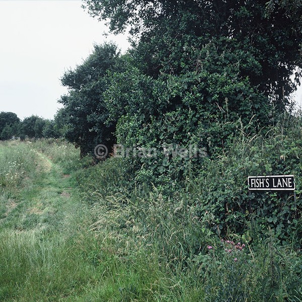 Fish's Lane - Miscellaneous Gallery