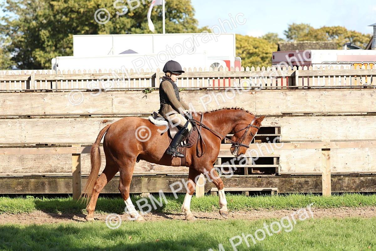 SBM_52348 - S13 - Pony Club Pony