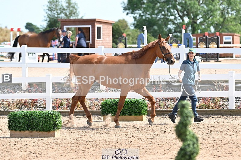 240717A-155314-03143 - Trot Up 3pm to 4pm